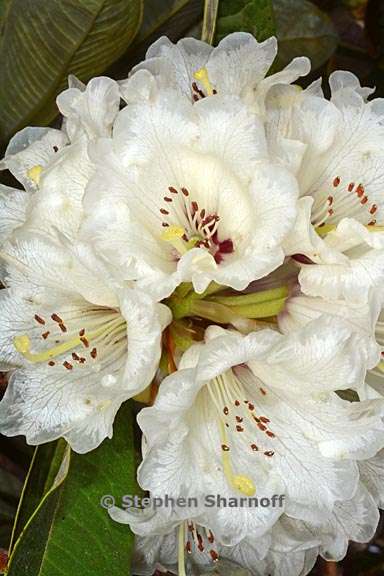 rhododendron grande subsection grandia 1 graphic